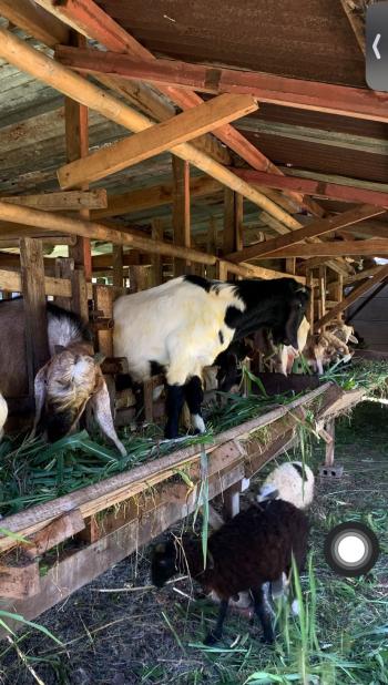 Menjelang Idul Adha, Harga Kambing Kurban di Pesawaran Lampung Mencapai Rp3 Juta